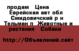 продам › Цена ­ 8 000 - Еврейская авт.обл., Смидовичский р-н, Тельман п. Животные и растения » Собаки   